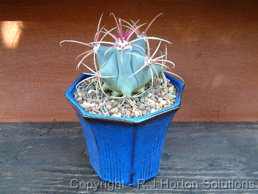 Cactus bluepot 